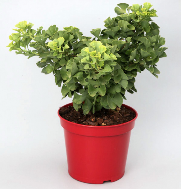 Pflanze_Ginkgo_Mariken