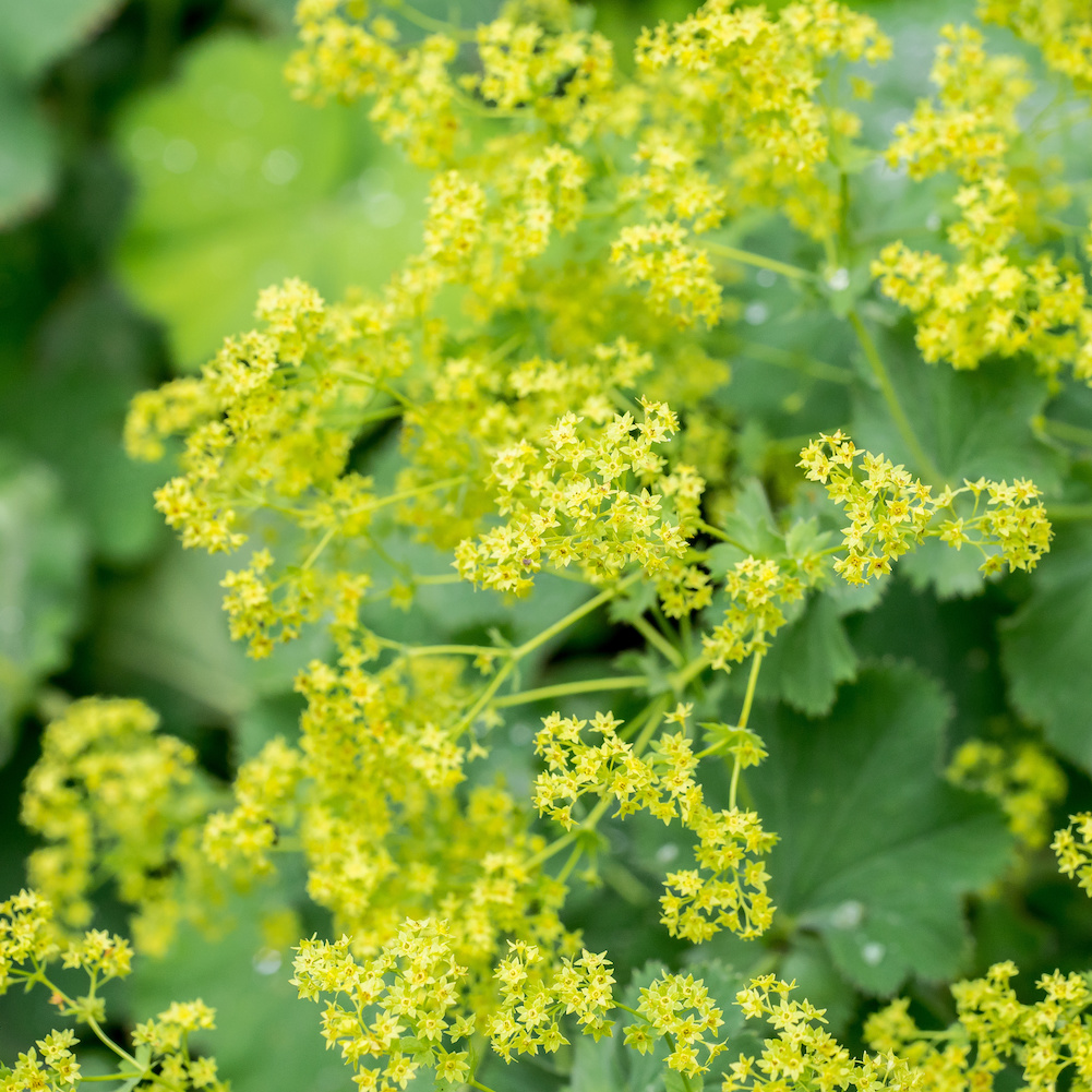 Closeup of flowering Lady’s mantle plant (Alchemilla)