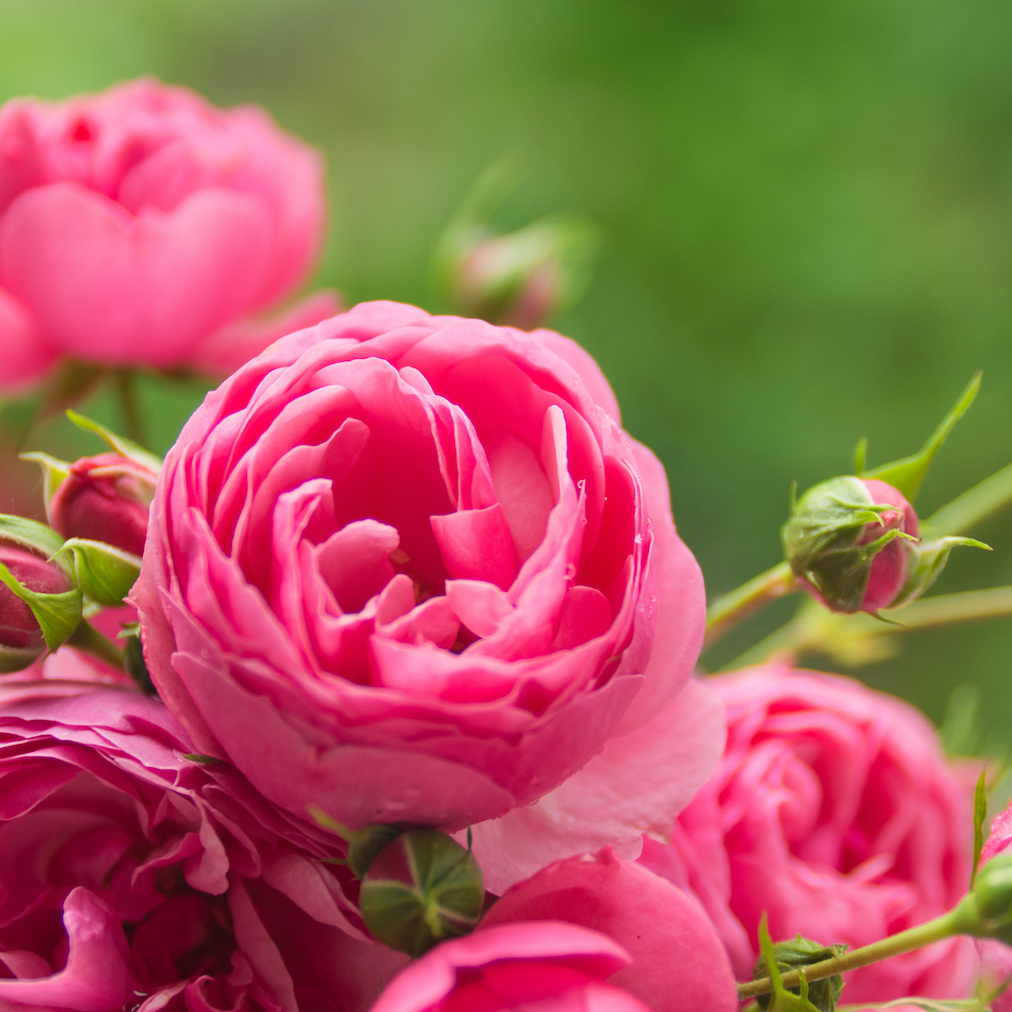 Pink roses background
